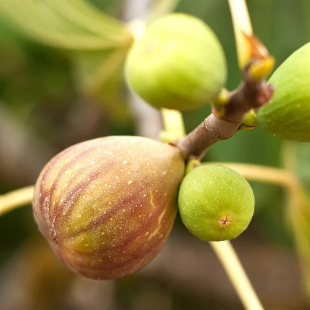 Brown Turkey Fig Tree - Cold Hardy Fruit-Bearing Ficus Carica 1