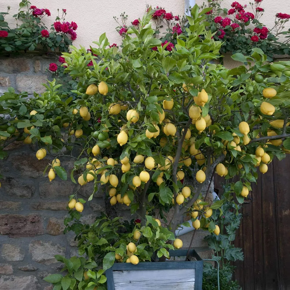 Citrus Limon 'Eureka' - Potted Evergreen Fruit Tree for Home Cultivation