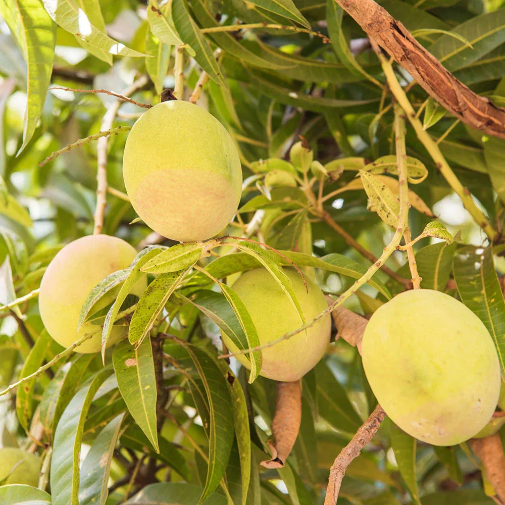 Tebow Mango Tree Live Fruit Plant for Home Gardening