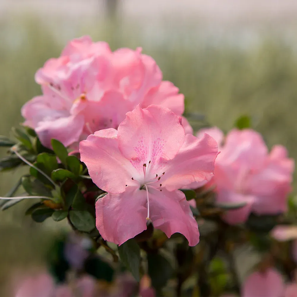 Autumn Debutante® Encore® Azalea Reblooming Evergreen Shrub