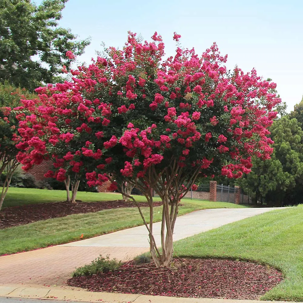 Tonto Crape Myrtle Tree - Compact Deciduous Flowering Shrub 1