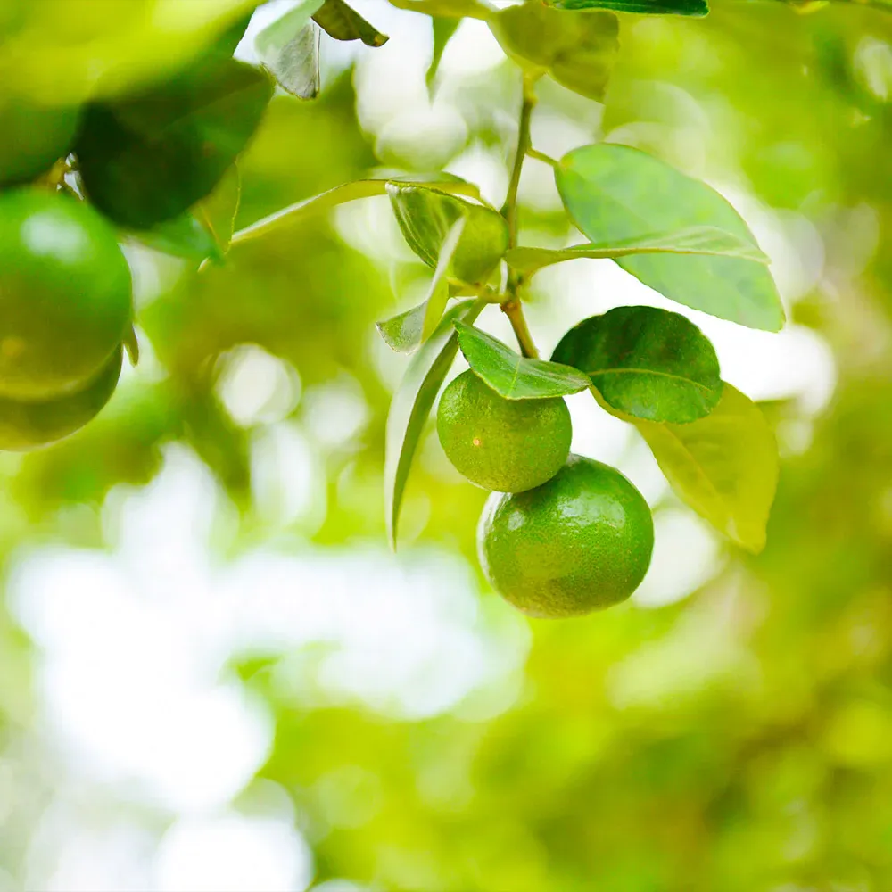 Key Lime Bush - Compact Citrus aurantifolia for Container Gardening 1