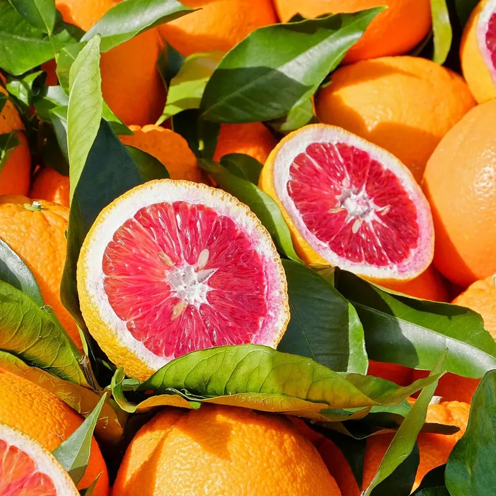 Live Blood Orange Tree - Potted Citrus Fruit Plant for Home and Garden