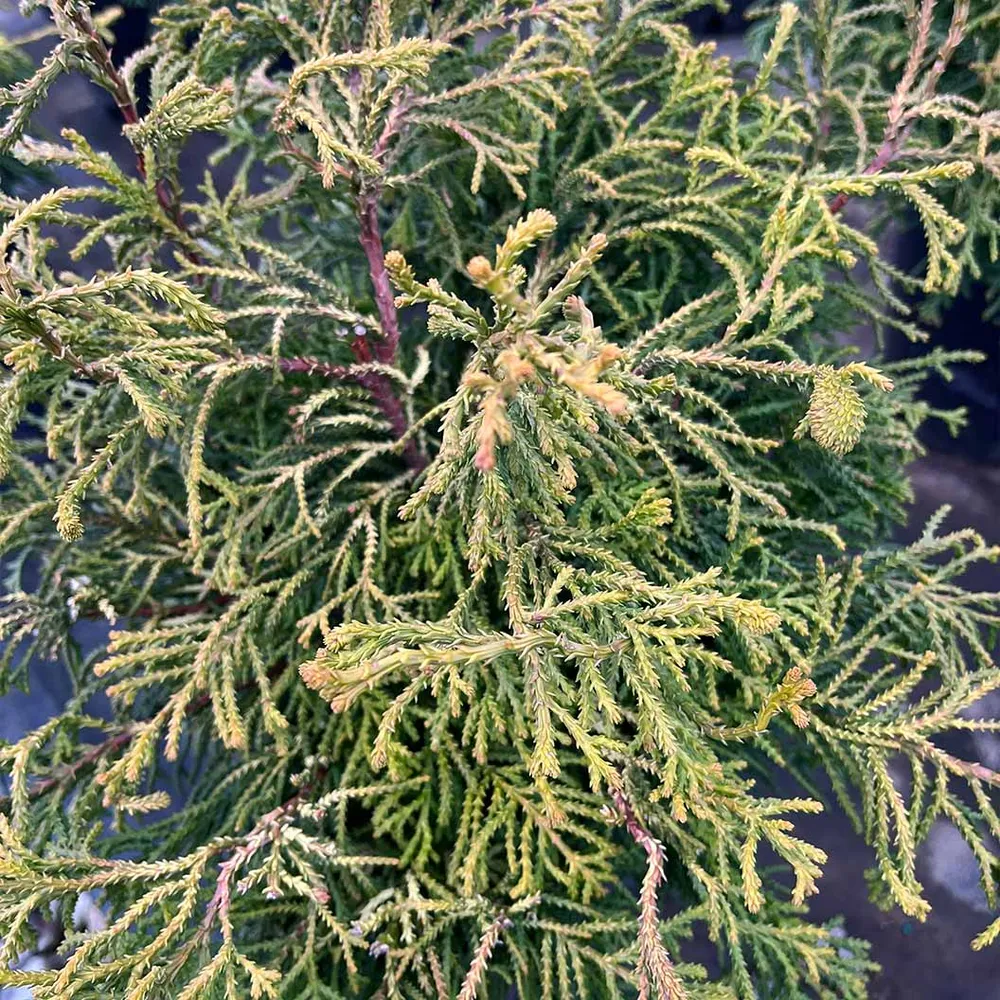 Sunny Swirl Hinoki Cypress Tree - Spiral Topiary Ornamental Evergreen 1