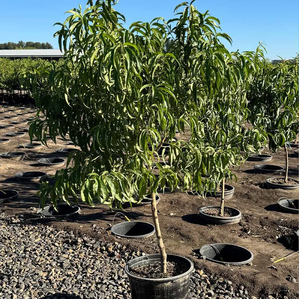Sweet Sensation Dwarf Peach Tree - Compact Fruit-Bearing Plant for Patios 1