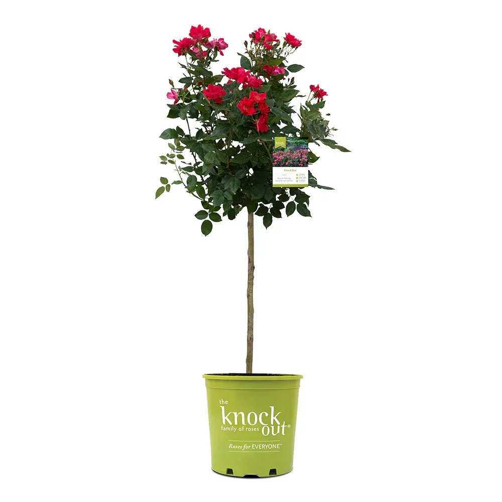 Knock Out® Rose Tree - Grafted Ornamental Flowering Shrub 5