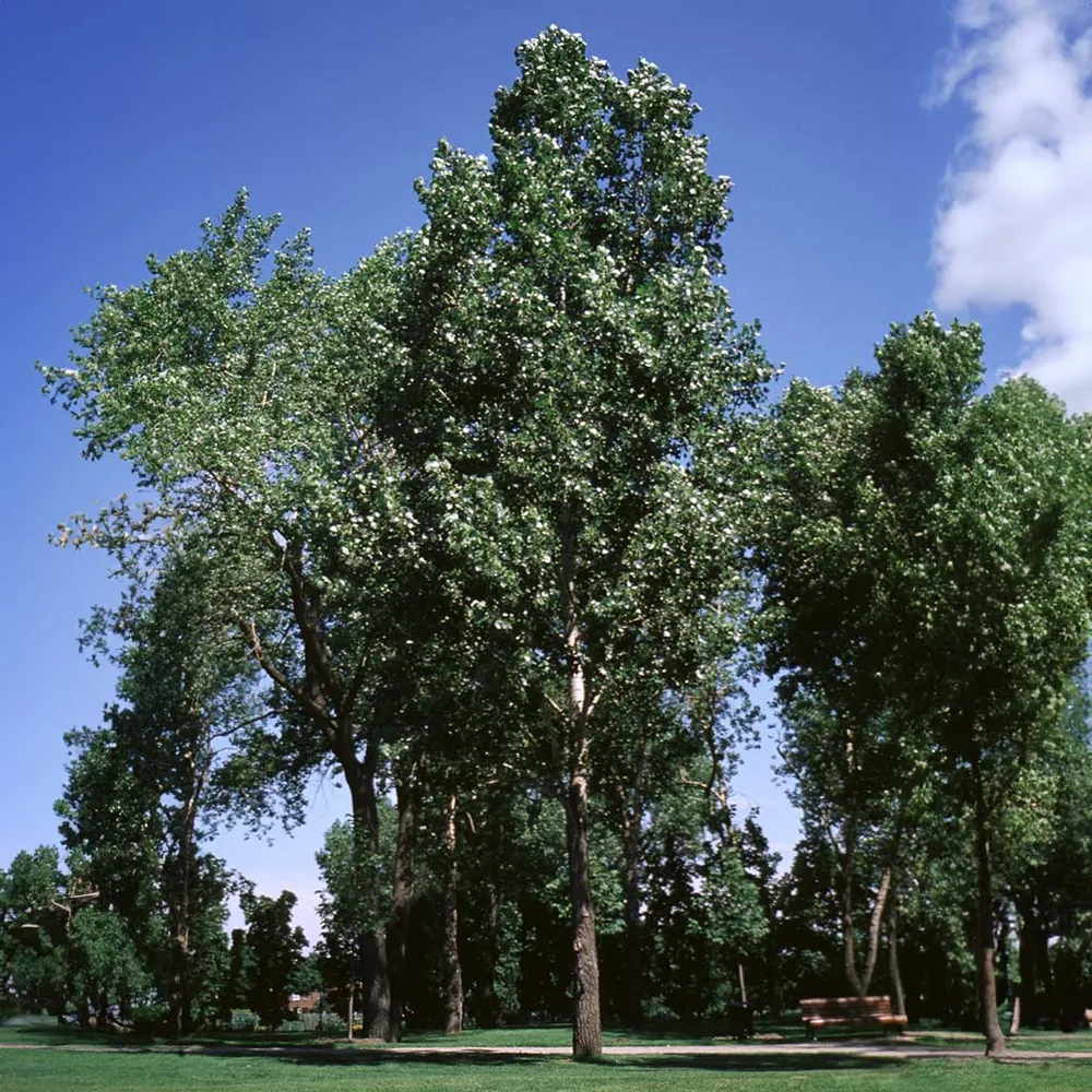 Siouxland Poplar Tree - Rapid Growth Deciduous Shade Tree 2