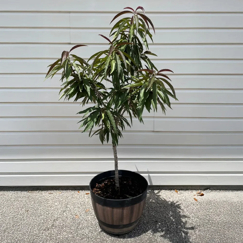 Bonfire Patio Peach Tree - Compact Ornamental Dwarf Fruit Tree