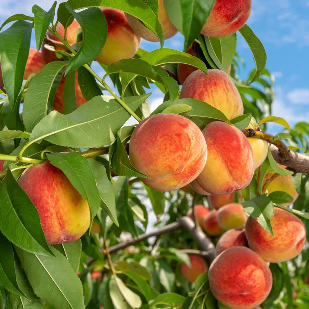 Reliance Peach Tree - Cold Hardy Self-Pollinating Fruit Tree