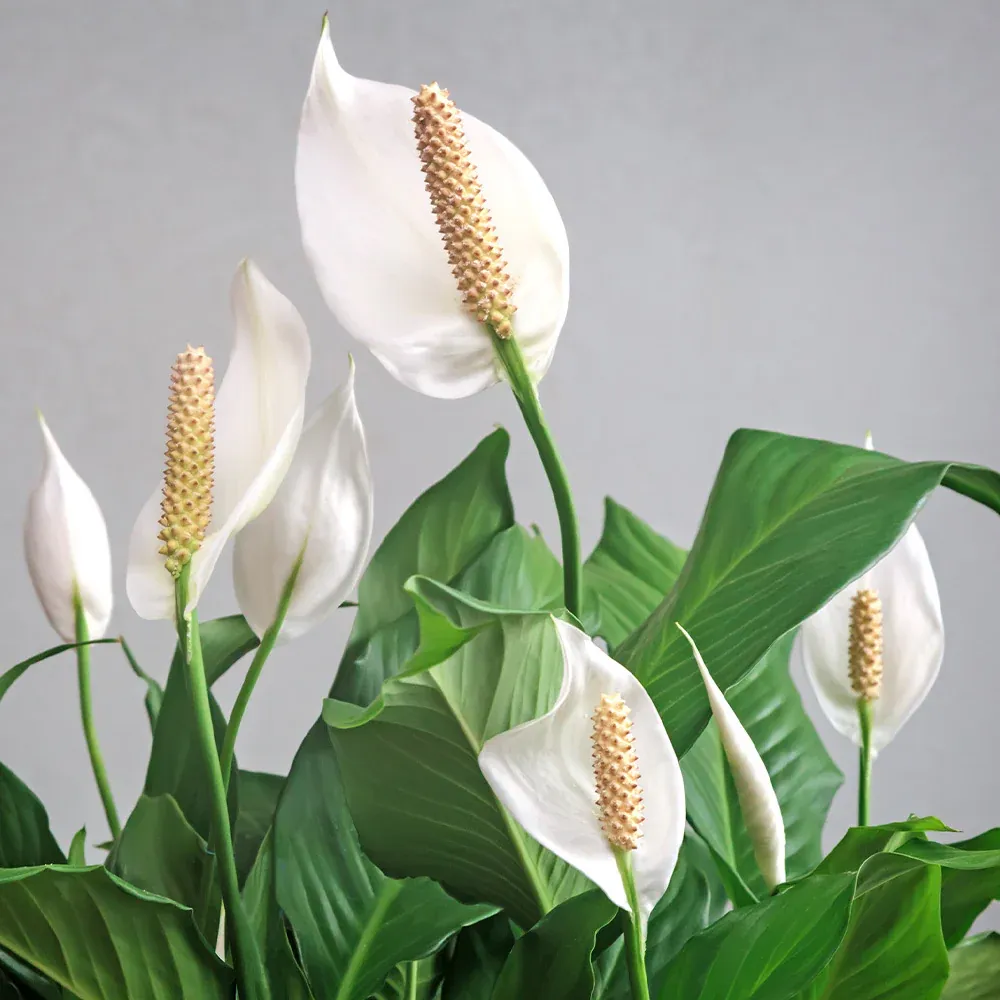 Peace Lily Indoor Houseplant (Spathiphyllum) 1