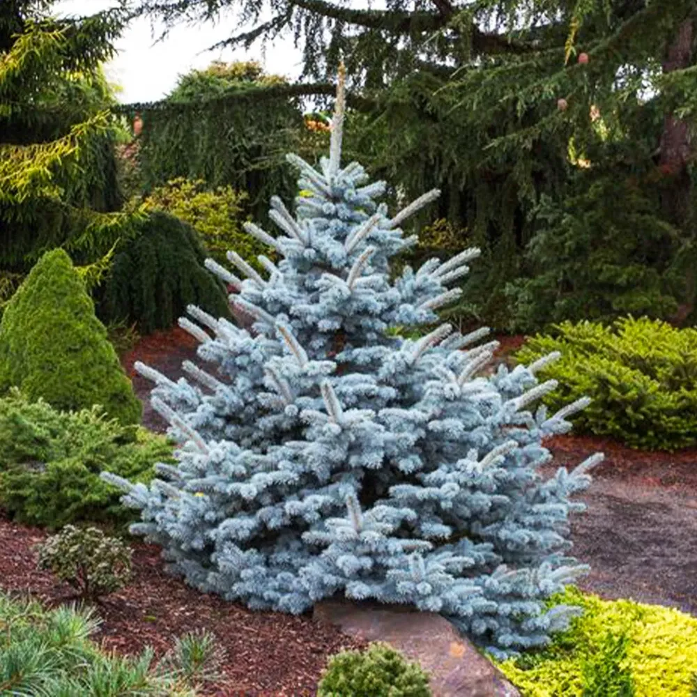 Avatar Blue Spruce Artificial Christmas Tree with Realistic Foliage