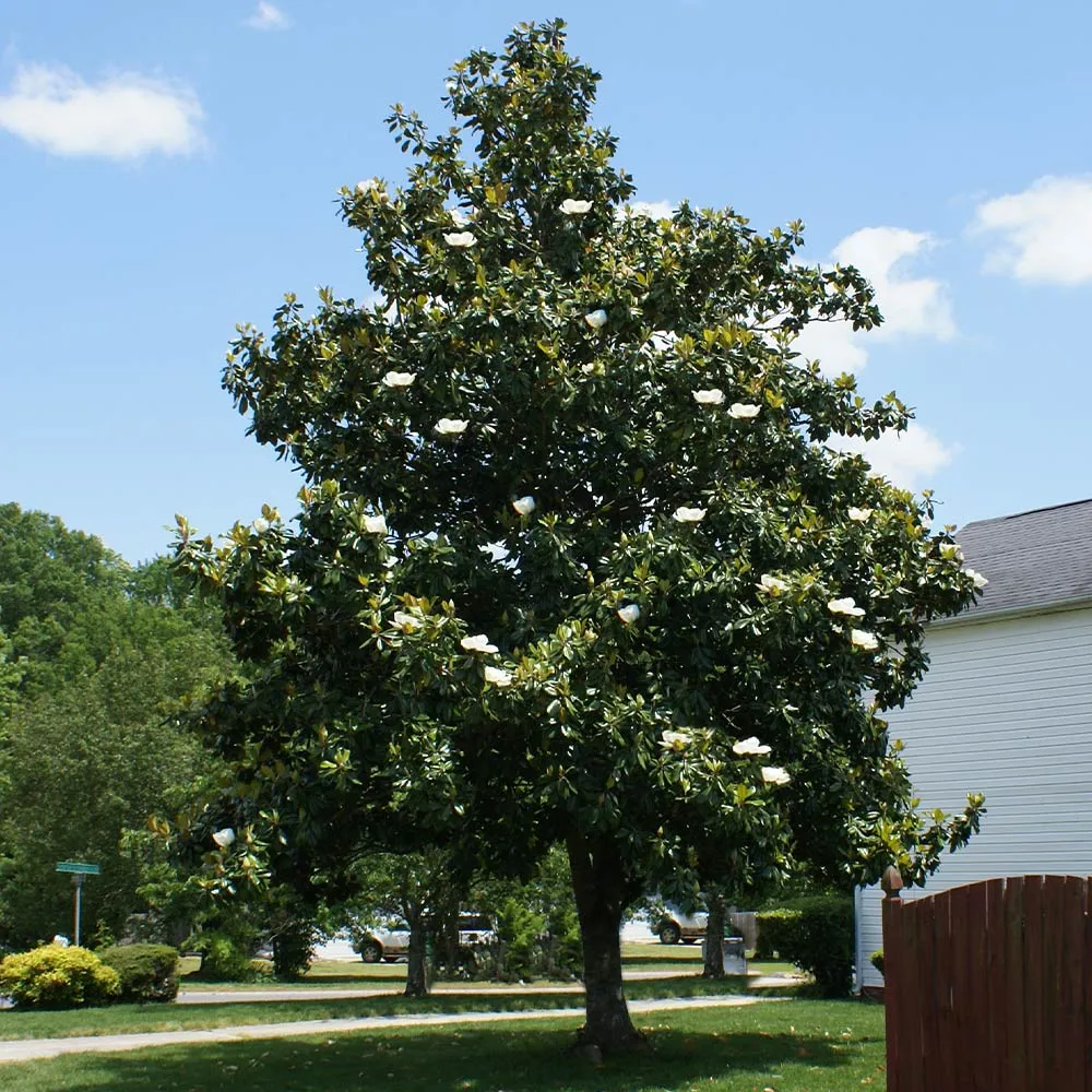 Southern Magnolia Grandiflora Evergreen Flowering Tree 2