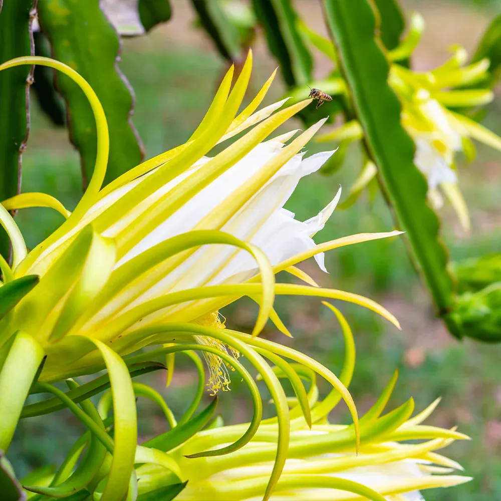 American Beauty Dragon Fruit Plant - Self-Fertile Pitaya Variety 3