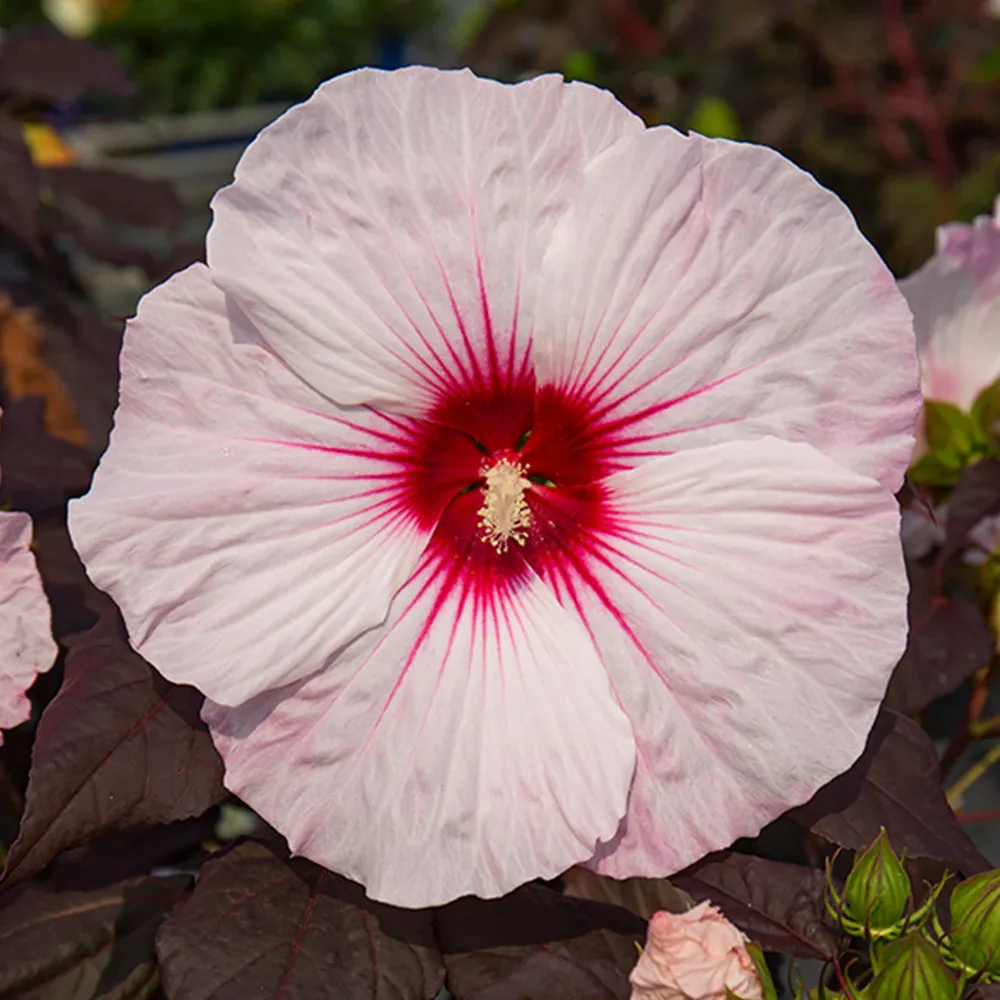 'Dark Mystery' Hibiscus Perennial Flowering Shrub
