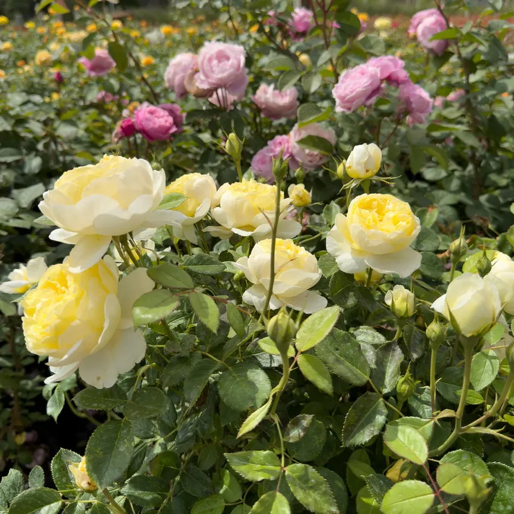 David Austin® Vanessa Bell® Rose Shrub - Pale Yellow English Shrub Rose 5