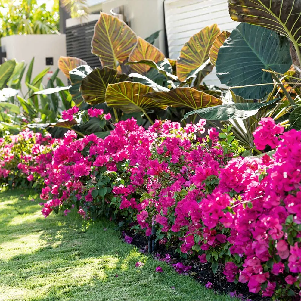 La Jolla Bougainvillea Artificial Floral Arrangement