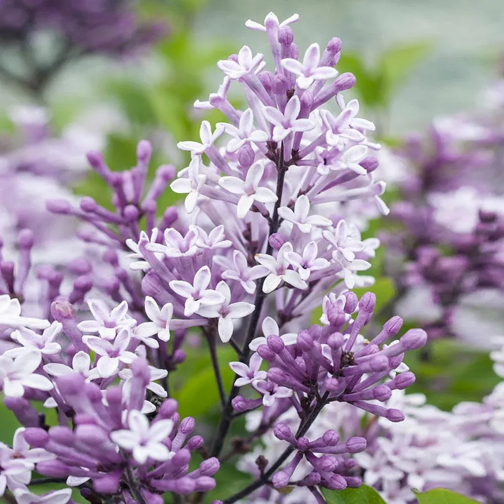 Dwarf Korean Lilac Tree - Compact Fragrant Flowering Shrub 1