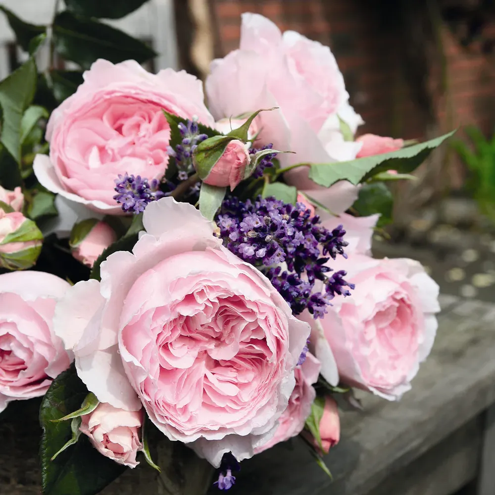 Scentuous® Rose Shrub - Hardy Flowering Garden Bush 2