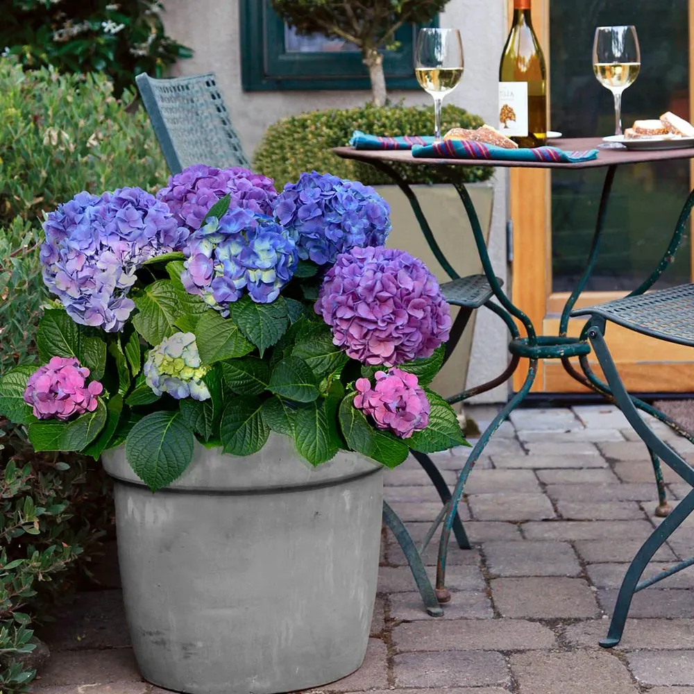 Bloomables® L.A. Dreamin® Hydrangea - Reblooming Flowering Shrub 2