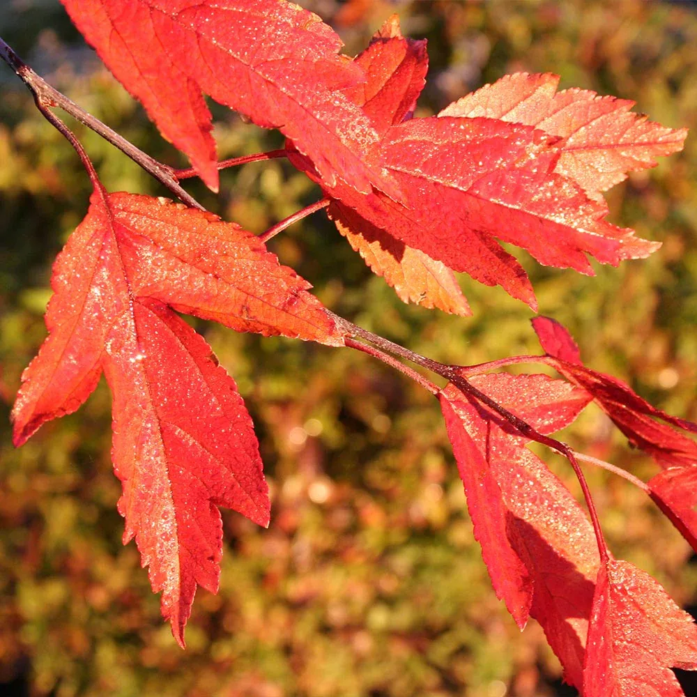 Royal Raindrops® Crabapple Tree (Malus 'JFS-KW5') 4