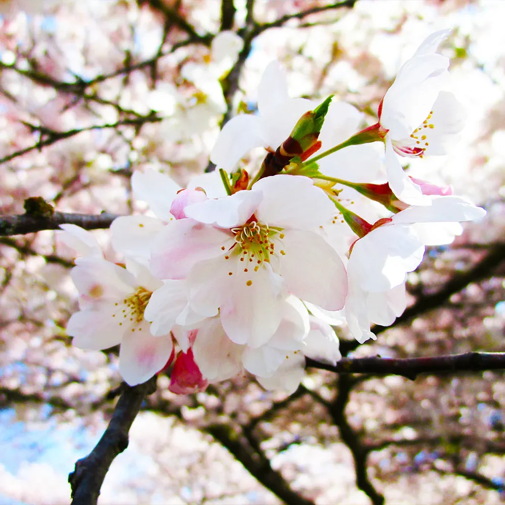 Akebono Cherry Tree (Prunus x yedoensis 'Akebono') Ornamental Flowering Tree 2