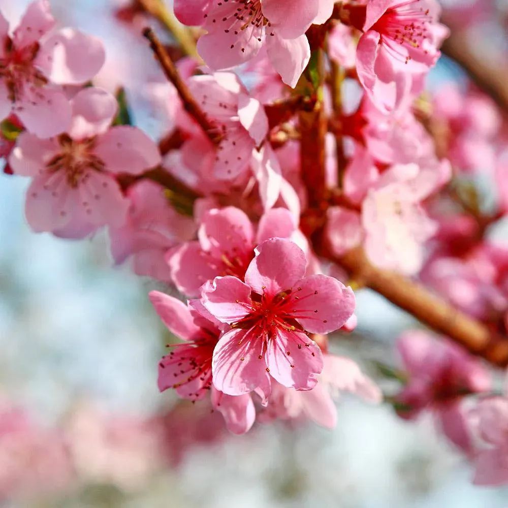 Reliance Peach Tree - Cold Hardy Self-Pollinating Fruit Tree 2