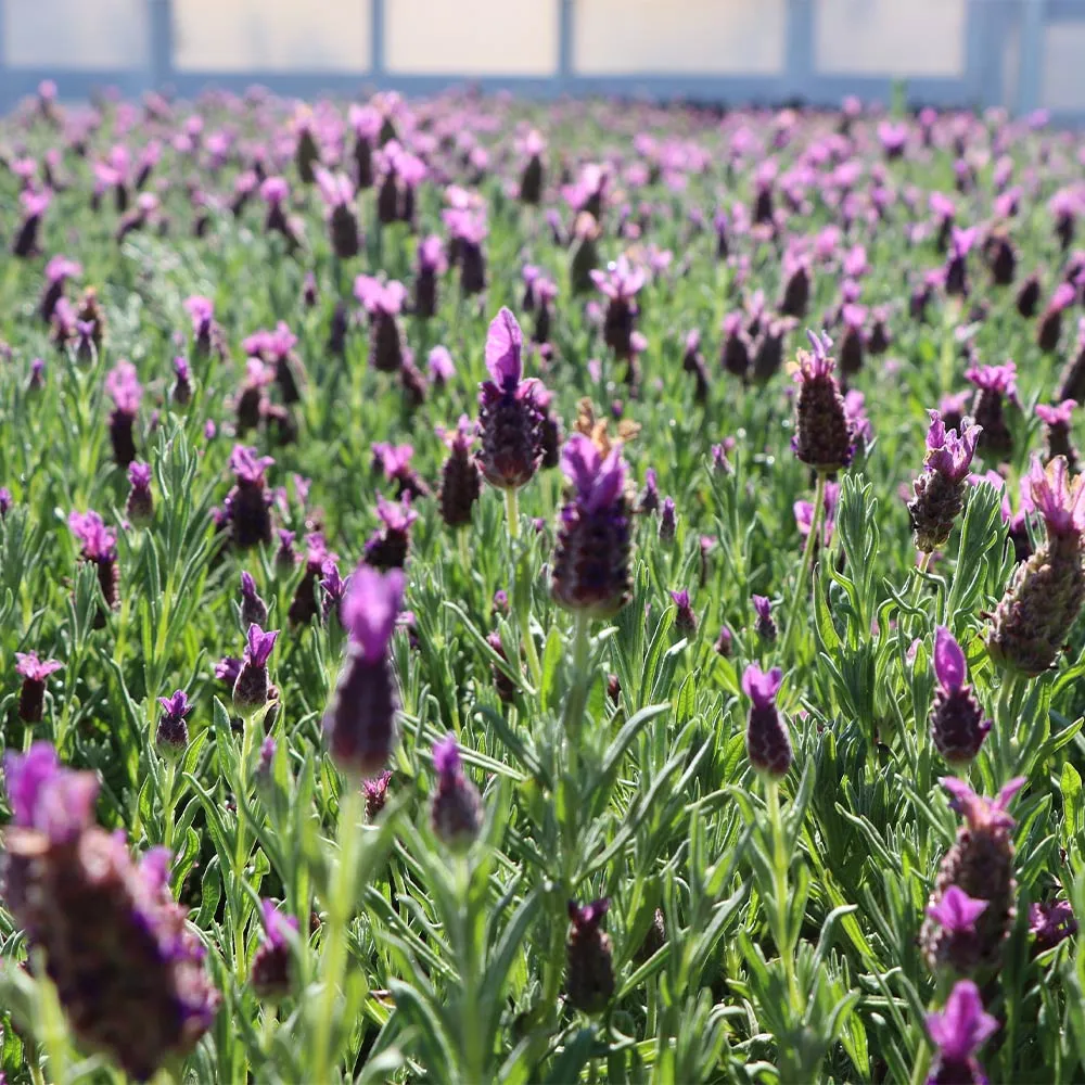 Anouk Dark Purple Lavender Perennial Flowering Plant
