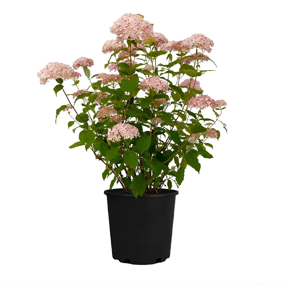 American Lace™ Pink Smooth Hydrangea Shrub - Hardy Flowering Perennial 2