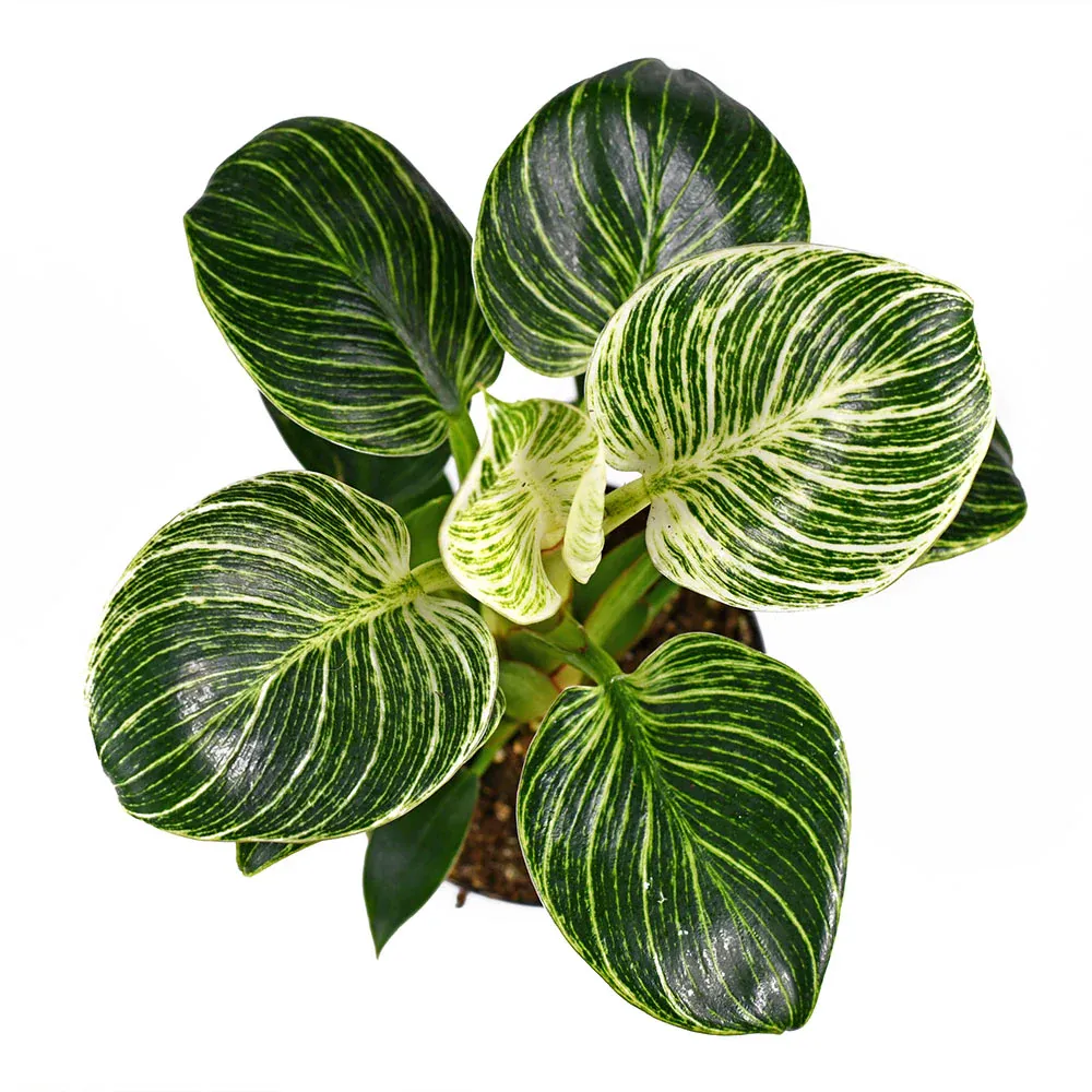 Philodendron Birkin Live Indoor Houseplant with Variegated Foliage 1