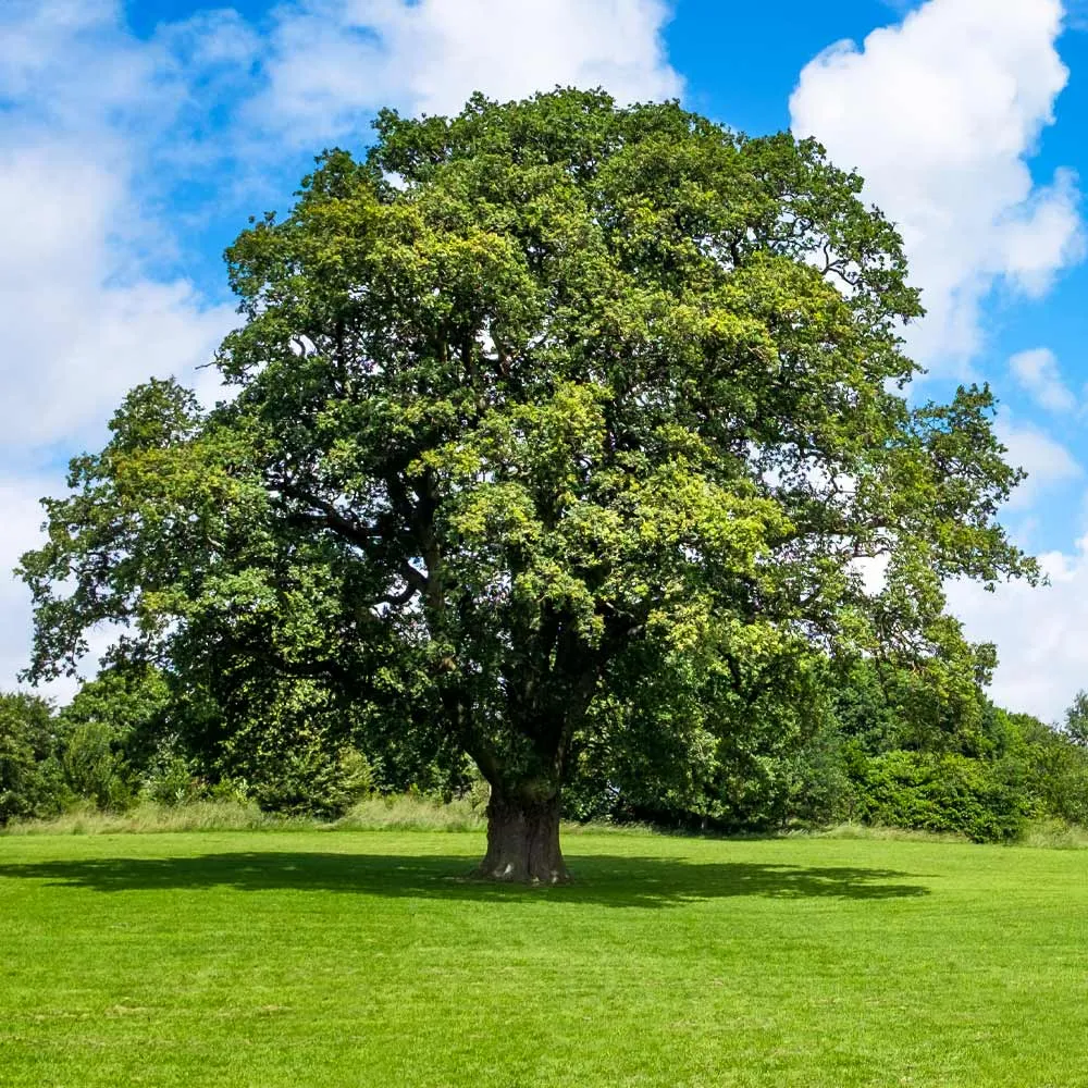 Shumard Oak Tree (Quercus shumardii) Native Deciduous Shade Tree