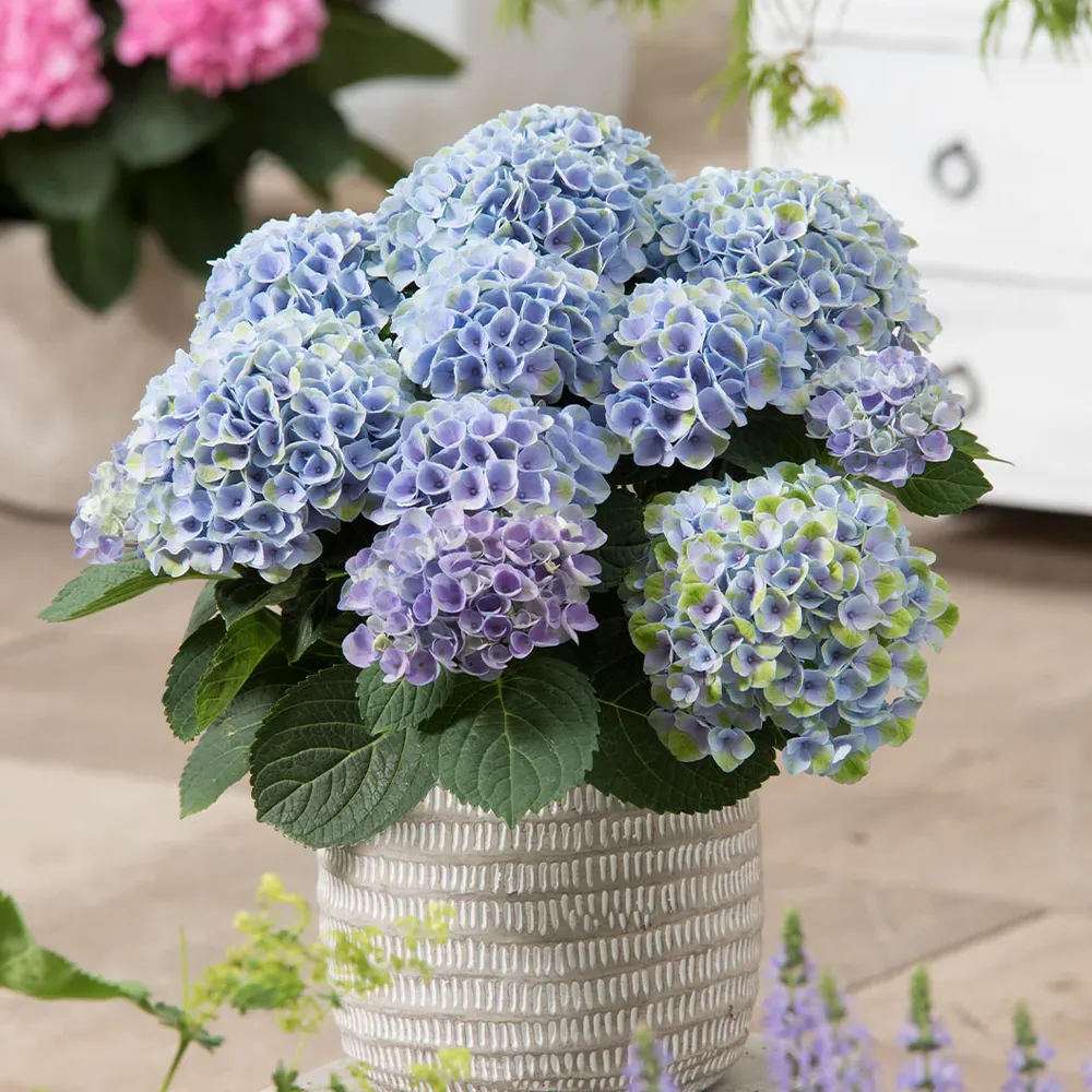 Magical Elizabeth Ashley Blue Hydrangea Shrub 1