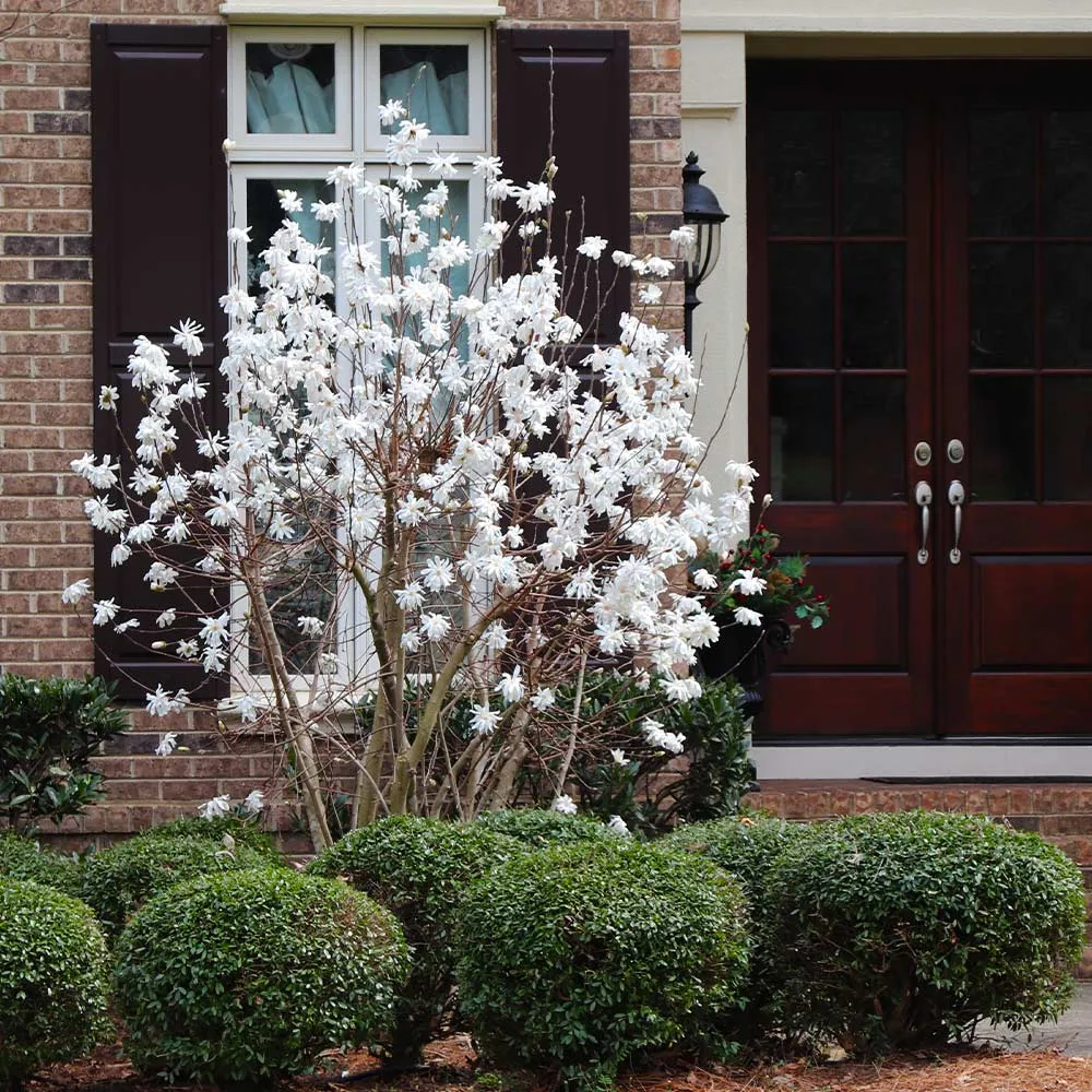 Royal Star Magnolia Tree (Magnolia stellata) 3