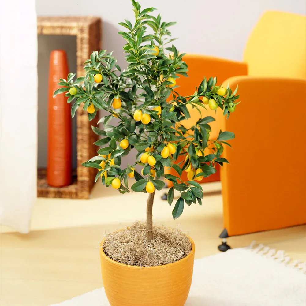 Fortunella Margarita Potted Plant - Dwarf Kumquat Tree for Edible Fruit Harvest