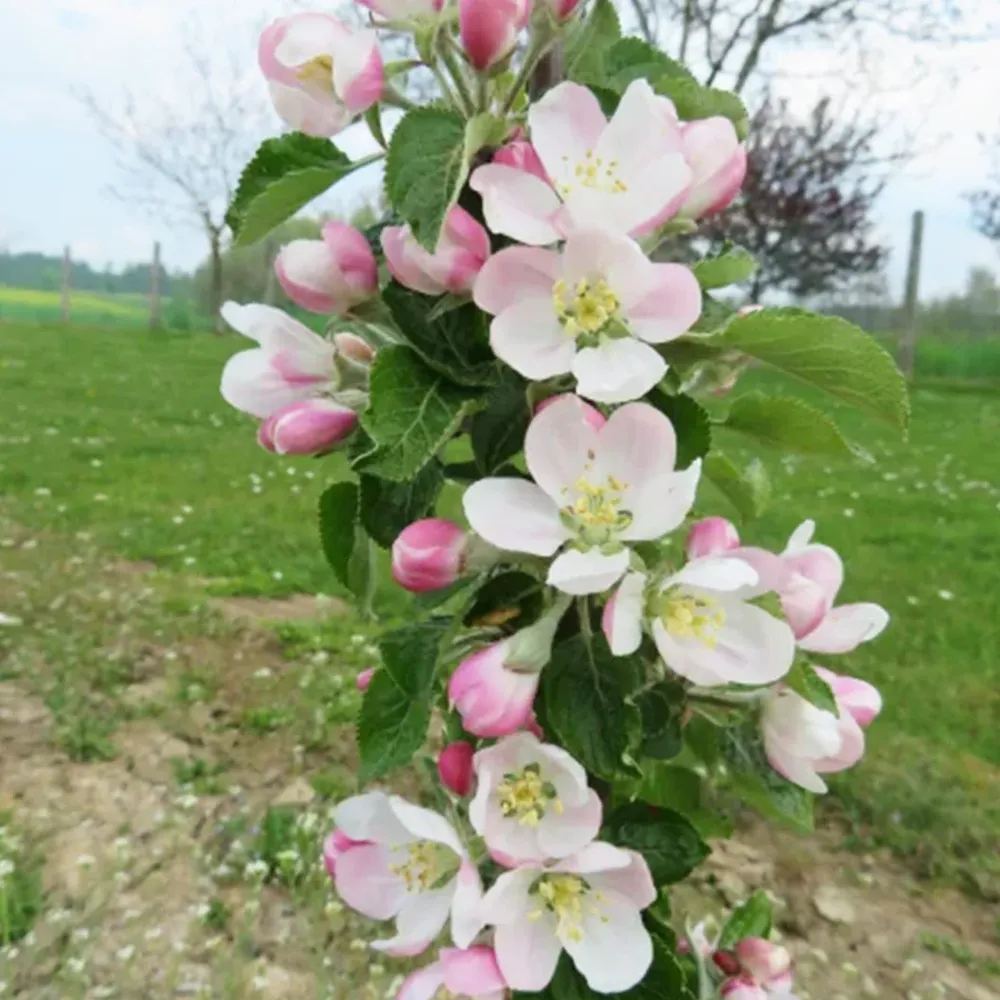 2-in-1 Columnar Apple Tree - Compact Vertical Fruit Tree for Small Spaces 1
