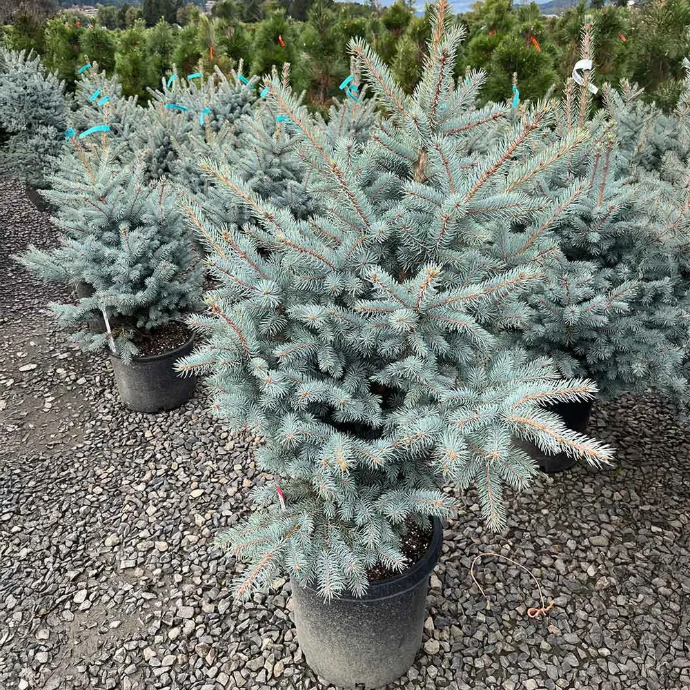 Blue Waves Colorado Spruce Artificial Christmas Tree 2