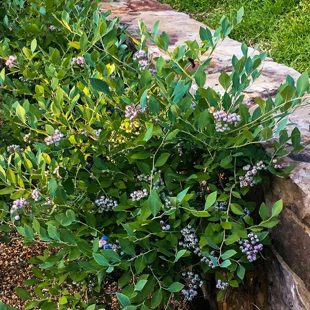Southern Living® Downhome Harvest® Hello Darlin® Blueberry Shrub 1