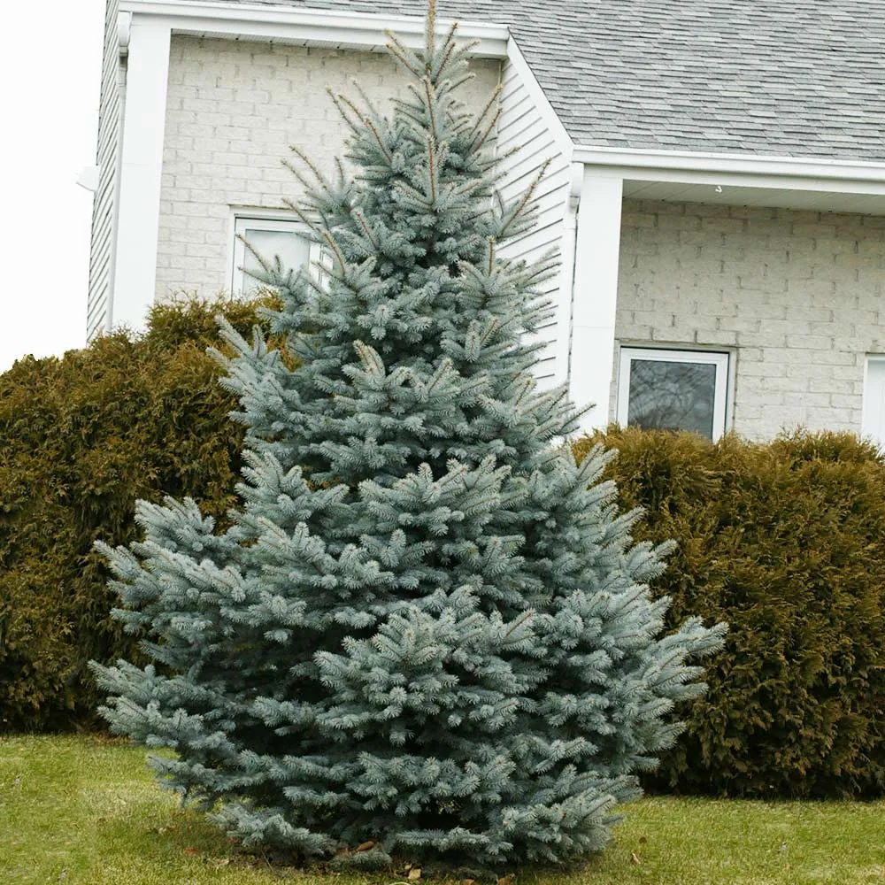 Baby Blue Spruce Tree - Artificial Decorative Picea Pungens