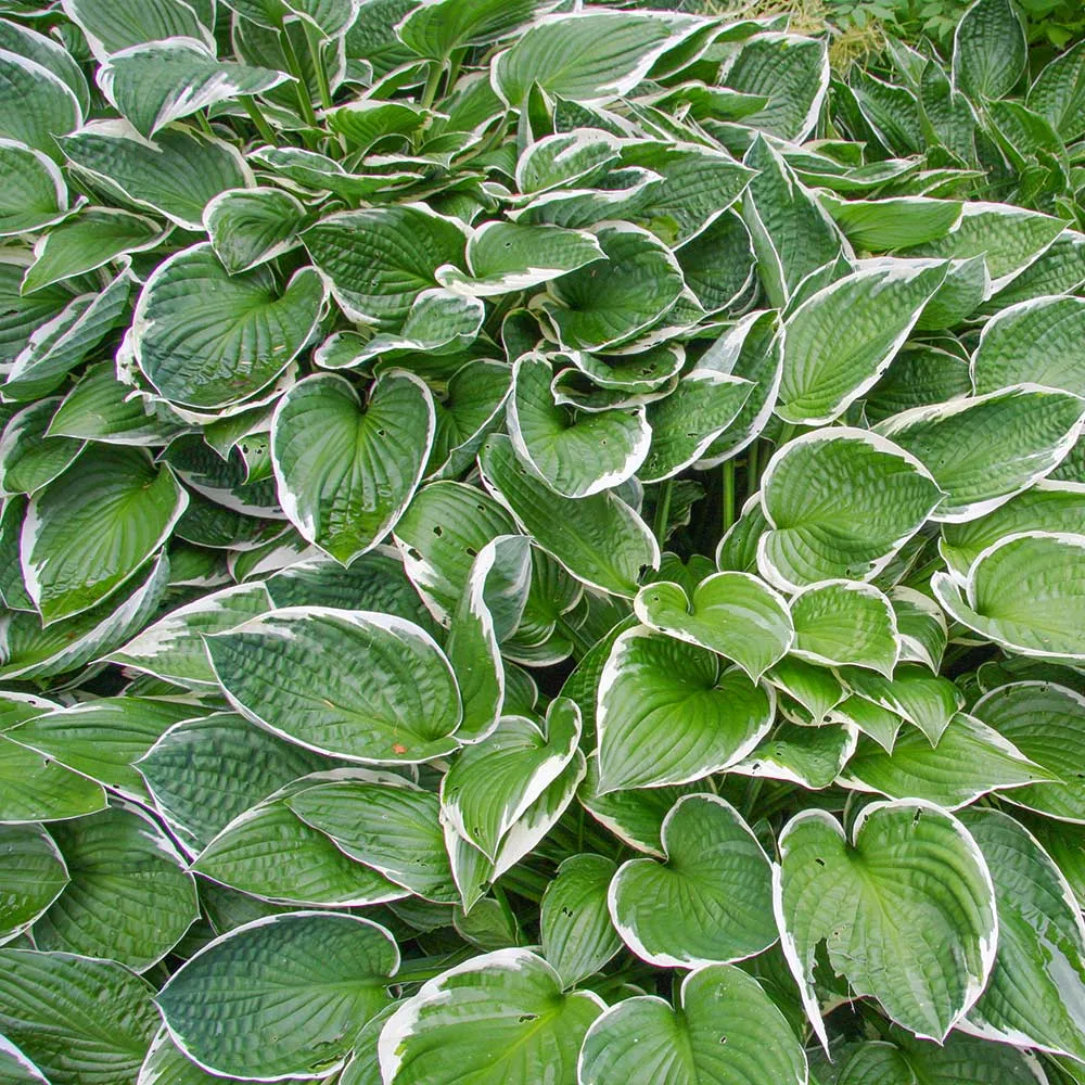 Francee Hosta Plant - Variegated Shade-Loving Perennial 1