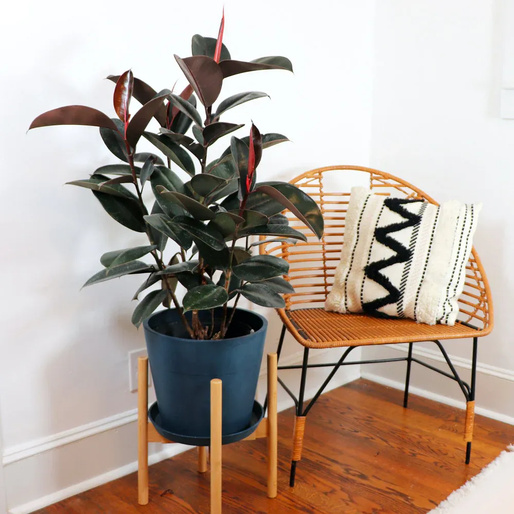 Rubber Plant (Ficus Elastica) Indoor Potted Houseplant