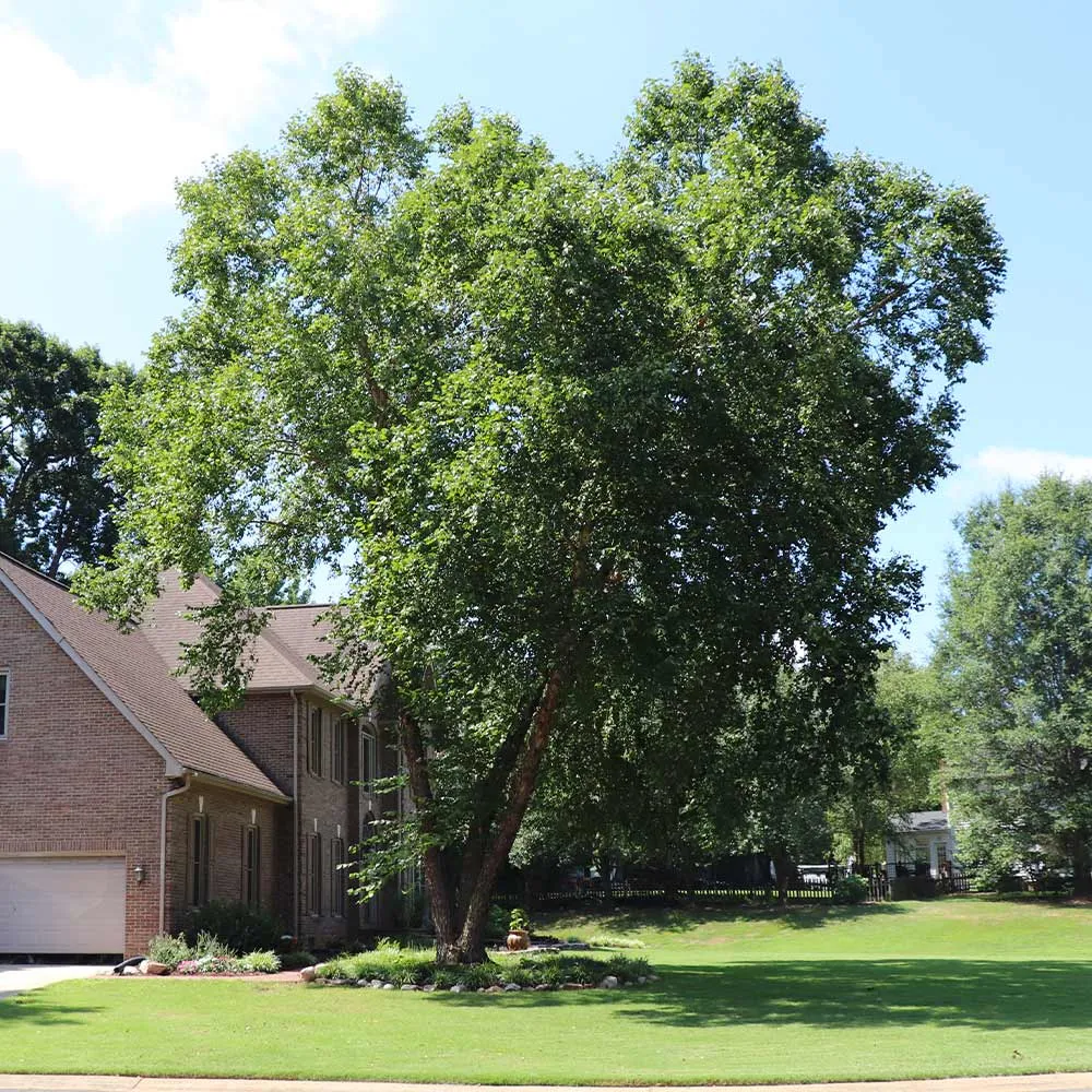 Heritage River Birch (Betula nigra) 5