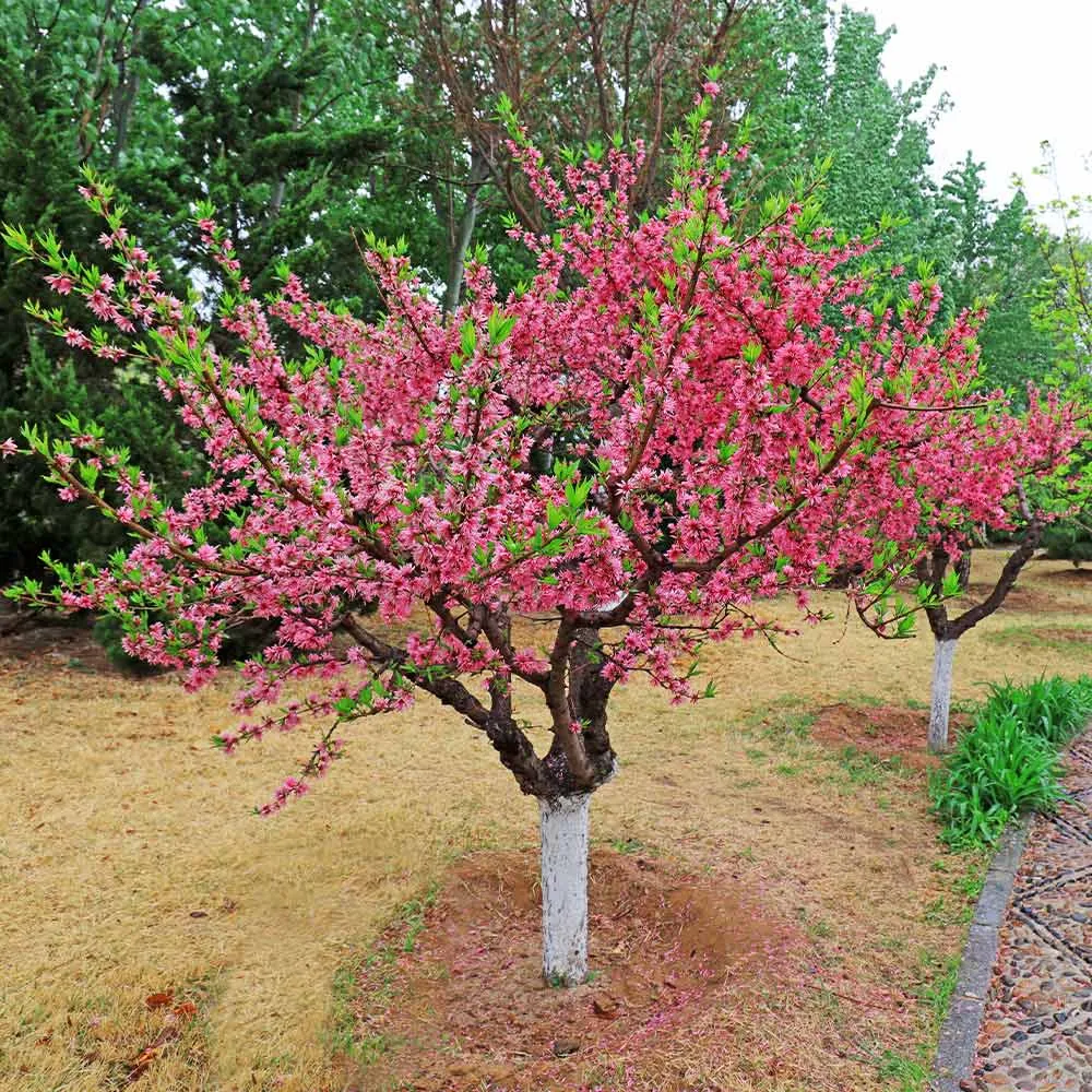 6-in-1 Multi-Graft Peach Tree - Multiple Fruit Varieties on One Tree 1