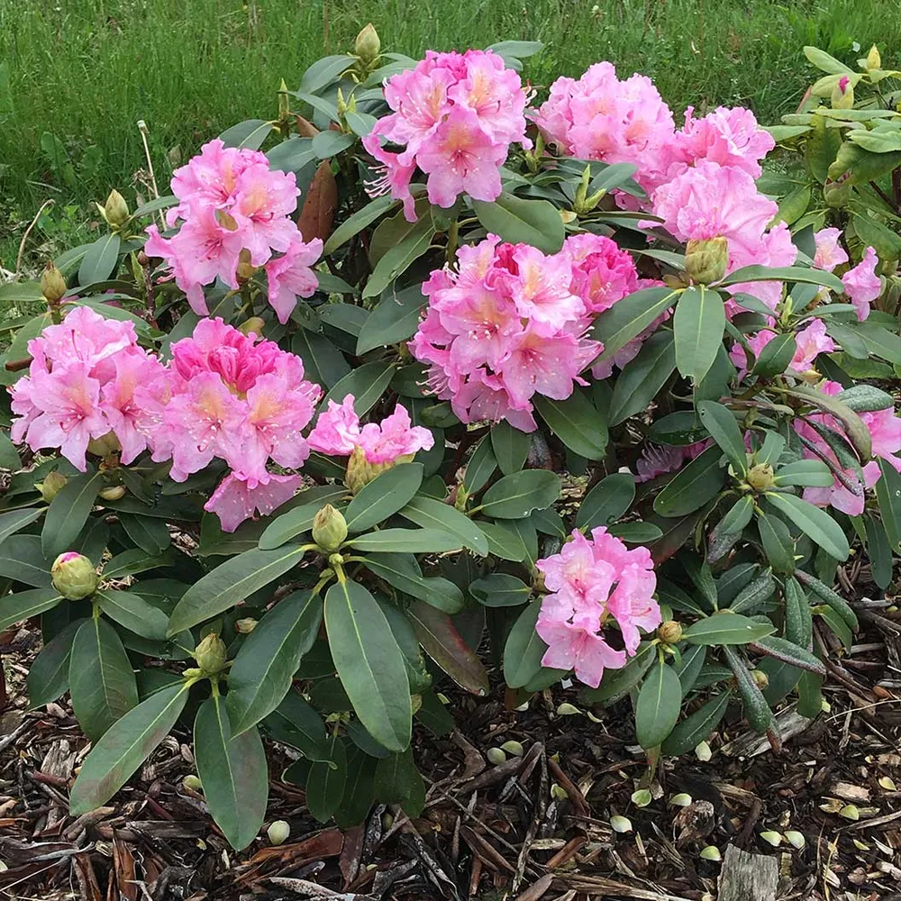 Pink Hybrid Rhododendron Shrub - Hardy Flowering Evergreen Bush