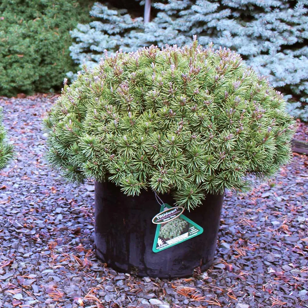 Slowmound Mugo Pine Shrub - Compact Dwarf Evergreen Conifer 2