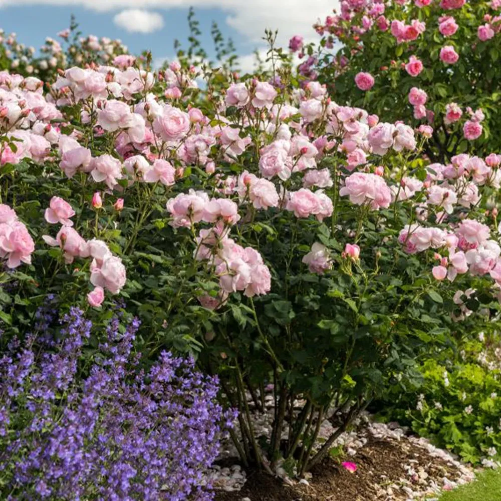 David Austin® Scepter'd Isle® Rose Shrub - Repeat-Flowering English Rose 3