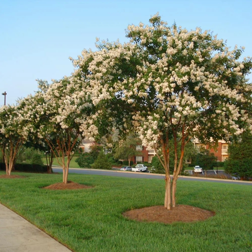 Natchez Crape Myrtle Tree - White Flowering Deciduous Landscape Shrub 1