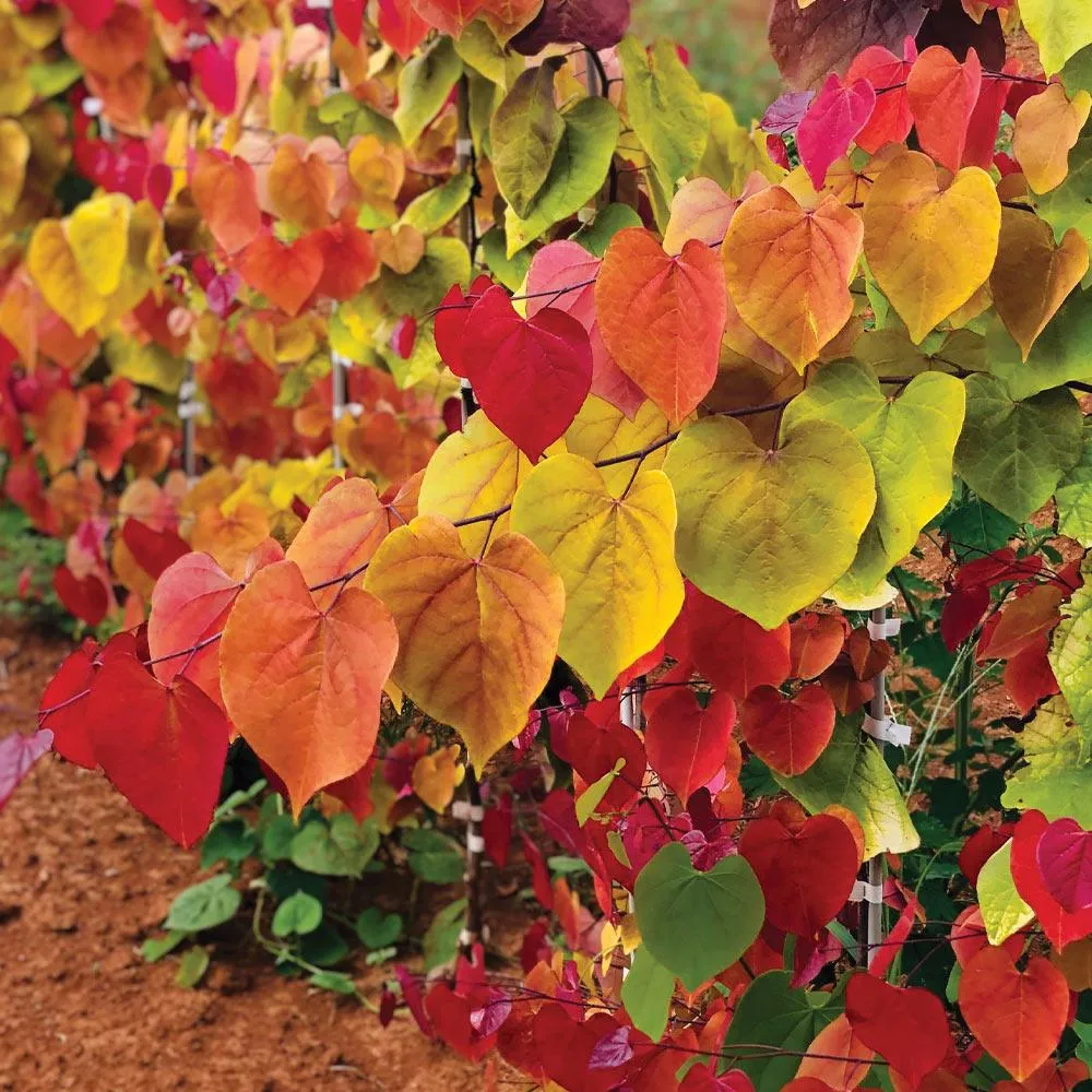 Flame Thrower® Redbud Tree - Cercis canadensis Ornamental Flowering Tree 1