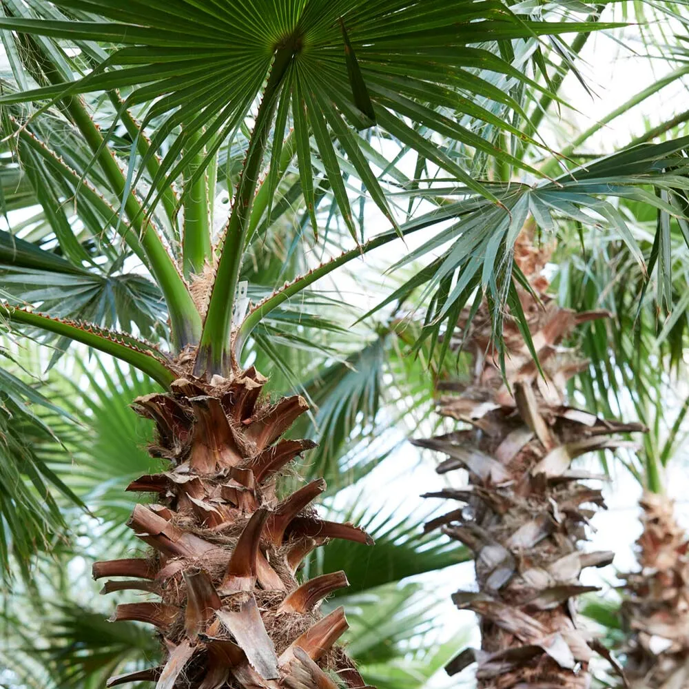 Mexican Fan Palm Tree - Realistic Artificial Decorative Plant for Home and Office 4