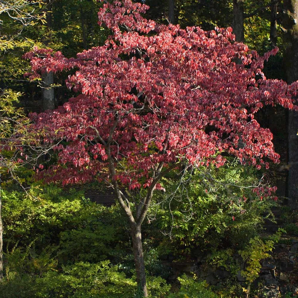 Cherokee Brave Dogwood Tree (Cornus florida) 2