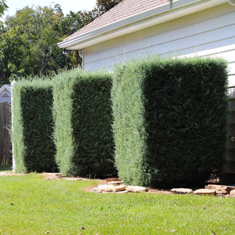 Carolina Sapphire Cypress Tree (Cupressus arizonica) - Drought-Tolerant Evergreen Conifer 4