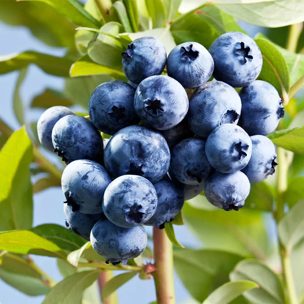 Sharpblue Blueberry Bush - Southern Highbush Fruit-Bearing Shrub